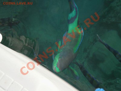 СТРАНИЧКА РЫБАКА - PB121259.JPG