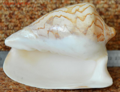 Крупная раковина. - DSC_3994.JPG