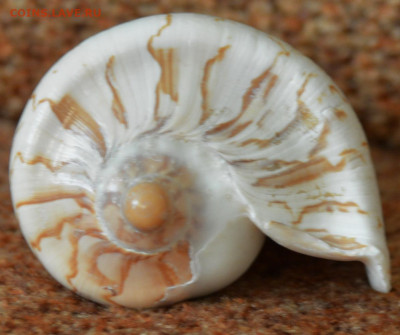 Крупная раковина. - DSC_3996.JPG