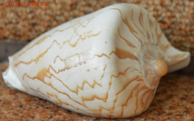 Крупная раковина. - DSC_3995.JPG