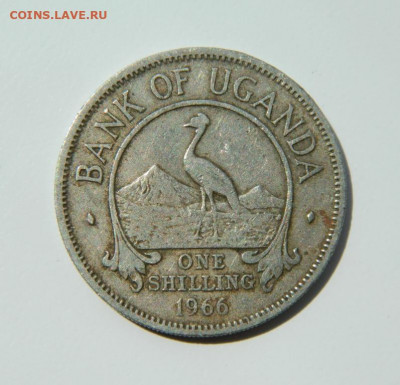 Уганда 1 шиллинг 1966 г. (Фауна). до 16.06.22 - DSCN9888.JPG