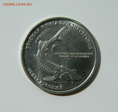 Приднестровье 1 рубль 2018 (Осётр) Юбилейная  до 23.06.22 - DSCN0053.JPG