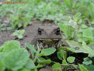 ФОТО - просто фото. Те что получились удачными. - жаба_1