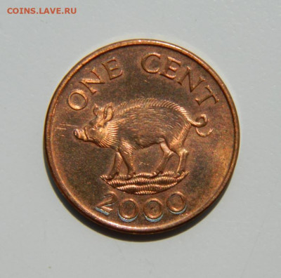 Бермудские острова 1 цент 2000 г. (Фауна). до 11.07.22 - DSCN1163.JPG