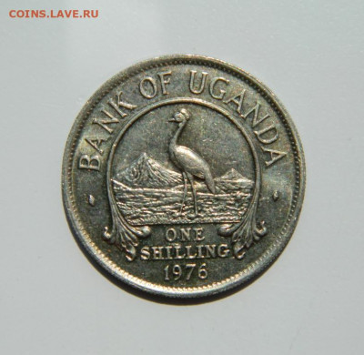 Уганда 1 шиллинг 1976 г. (Фауна). до 11.07.22 - DSCN1112.JPG