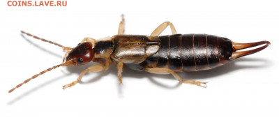 "Сокровища" одного старого огорода - Earwig_on_white_background