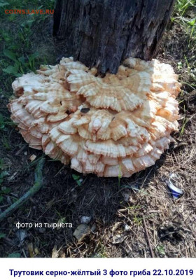 Любители "тихой охоты" есть? Все сюда :) - IMG_20220714_220511