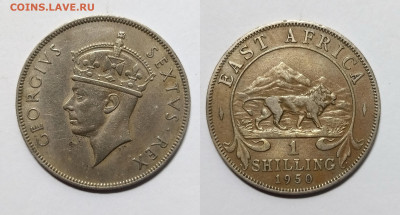 Бр.Восточная Африка 1 шиллинг 1950 г Георг VI - 26.07 - IMG_20220719_065418