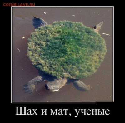 юмор - 16995401