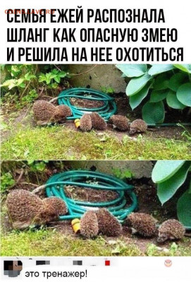 юмор - P-cvAvA6nqI