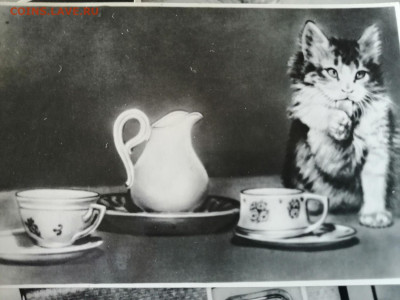 Фотосувенир "Весёлые котята". СССР, 1956г   до 5.08.2022 - IMG_20220802_155320