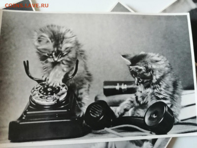 Фотосувенир "Весёлые котята". СССР, 1956г   до 5.08.2022 - IMG_20220802_155307