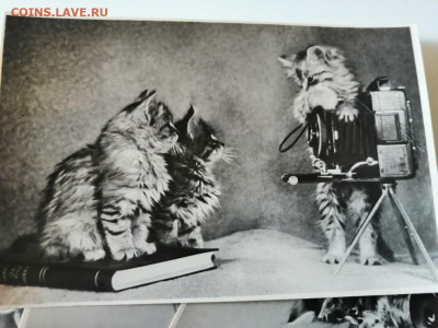 Фотосувенир "Весёлые котята". СССР, 1956г   до 5.08.2022 - IMG_20220802_155248