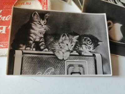 Фотосувенир "Весёлые котята". СССР, 1956г   до 5.08.2022 - IMG_20220802_155232