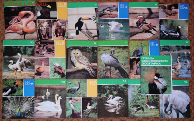 Набор открыток "Птицы московского зоопарка" 1988 - птицы московского зоопарка1988.JPG
