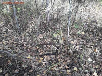 Любители "тихой охоты" есть? Все сюда :) - 20210918_101028