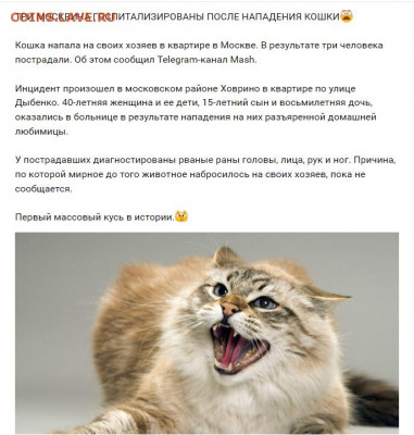 делает - прямо сейчас !!! - мяу