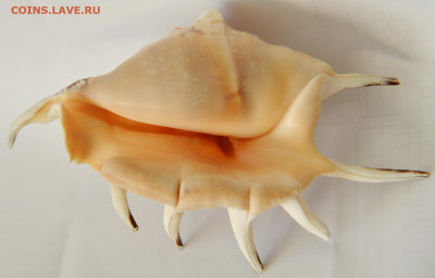 Морская раковина - морская раковина 2.JPG