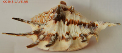 Морская раковина - морская раковина 1.JPG