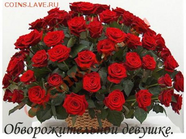 Anastasya  - 100 - розы