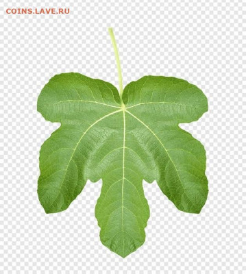 Ассоциация слов - leaf