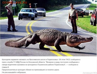 Ассоциация слов - Croco