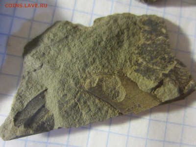 Окаменелые растения, до 24.09.2022 22:00 мск - IMG_0706.JPG