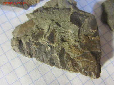 Окаменелые растения, до 24.09.2022 22:00 мск - IMG_0705.JPG