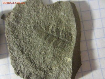 Окаменелые растения, до 24.09.2022 22:00 мск - IMG_0704.JPG