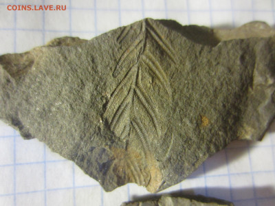 Окаменелые растения, до 24.09.2022 22:00 мск - IMG_0703.JPG