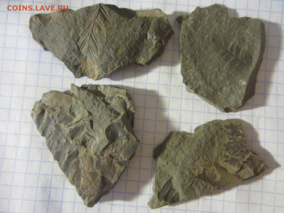 Окаменелые растения, до 24.09.2022 22:00 мск - IMG_0702.JPG