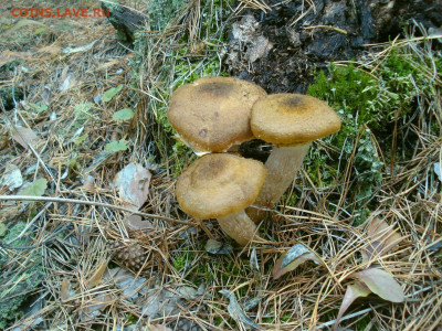 Любители "тихой охоты" есть? Все сюда :) - DSC07130.JPG