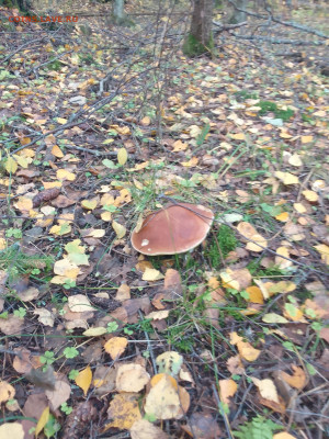 Любители "тихой охоты" есть? Все сюда :) - IMG_20221008_102010
