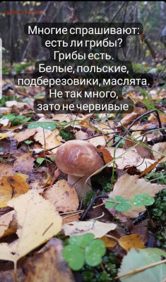 Любители "тихой охоты" есть? Все сюда :) - Screenshot_20221011-133742_Instagram