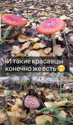 Любители "тихой охоты" есть? Все сюда :) - Screenshot_20221011-133753_Instagram