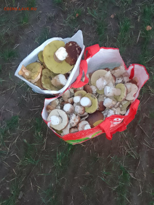 Любители "тихой охоты" есть? Все сюда :) - IMG_20221013_173630