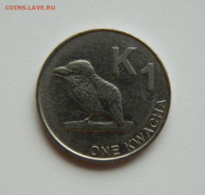 Замбия 1 квача 2014 г. (Фауна) до 19.10.22 - DSCN2869.JPG