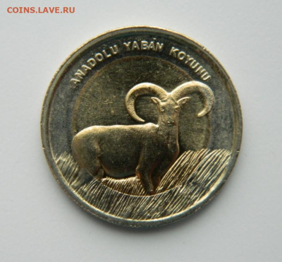 Турция 1 лира 2015 г.(Юбилейная) Баран 26.10.22 - DSCN3336.JPG