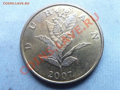 ХОРВАТИЯ 10 липа 2007г. цветок до 8.12.11 в 22-00 - MEMO0002.JPG