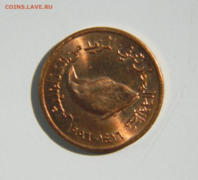 ОАЭ 5 филсов 1996 г. (Фауна). до 16.11.22 - DSCN0811.JPG