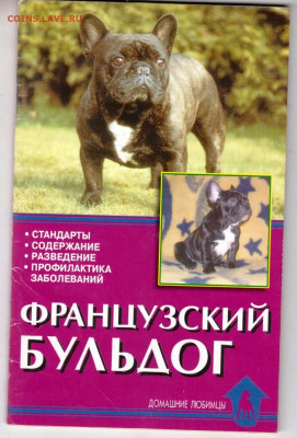 ФРАНЦУЗСКИЙ БУЛЬДОГ 2008 г. до 20.11.22 г. в 23.00 - 007