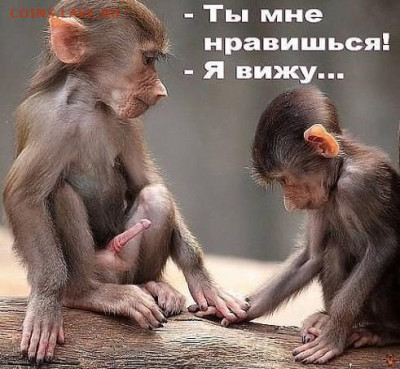 юмор - Скриншот 14-11-2022 181452