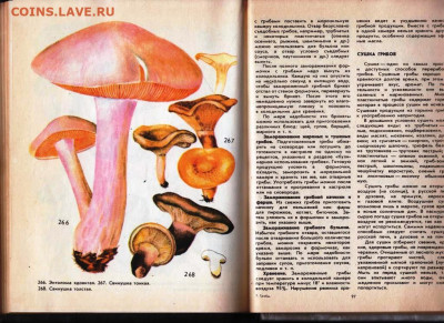 Ф.В. ФЕДОРОВ ГРИБЫ 1994 г. до 09.12.22 г. в 23.00 - 015