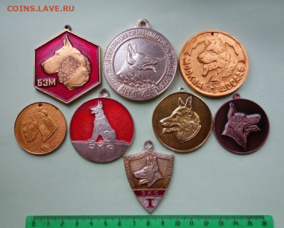 Медали собачьих выставок до 13-12-2022 - 342985012_DSC03885_.JPG.d7d88a6ff78c96acf91e0849940aa4ec