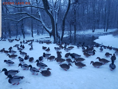 ФОТО - просто фото. Те что получились удачными. - Screenshot_20221210-220741_Gallery