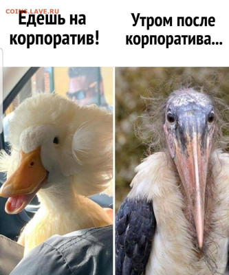 юмор - Screenshot_20221215-092048_Instagram