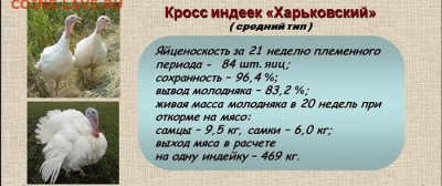 Ассоциация слов - кросс