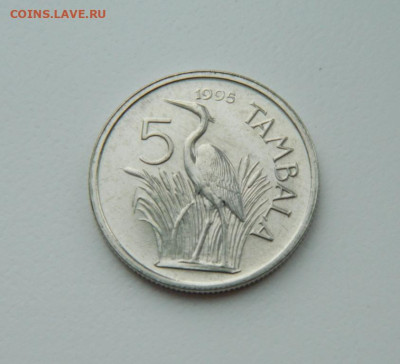 Малави 5 тамбала 1995 г. (Фауна) С рубля!  до 23.02.23 - DSCN8508.JPG