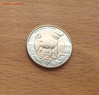 биметалл Турция 1 лира 2010 Собака Животные фауна - IMG_5653.JPG