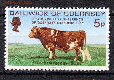 GUERNSEY 1972 корова 1м **до 19 03 - 21